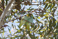 Parvipsitta porphyrocephala