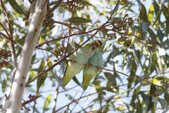 Parvipsitta porphyrocephala