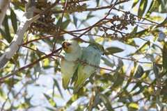 Parvipsitta porphyrocephala