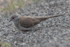 Geopelia cuneata