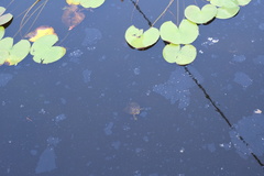 Trachemys scripta elegans