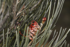 Grevillea hookeriana