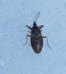 Gastrodes abietum