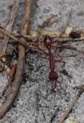 Myrmecia nigriscapa
