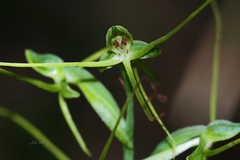 Peristylus tentaculatus