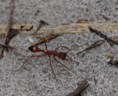 Myrmecia nigriscapa
