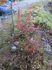 Drosera binata