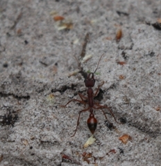 Myrmecia nigriscapa