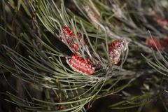 Grevillea hookeriana