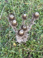 Carlina vulgaris