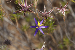 Calectasia valida