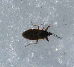 Gastrodes abietum