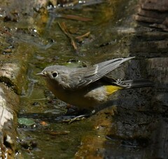 Leiothlypis virginiae