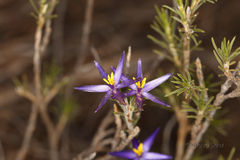 Calectasia valida