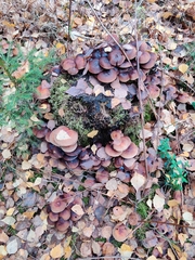 Kuehneromyces