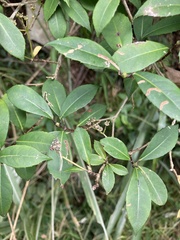 Hydrangea chinensis