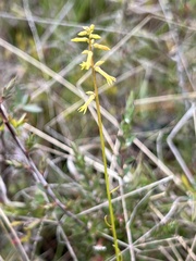 Stackhousia viminea
