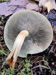 Kuehneromyces