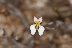 Levenhookia pauciflora