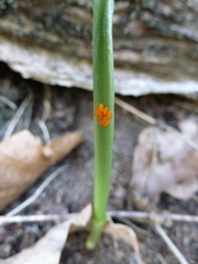 Lilioceris merdigera