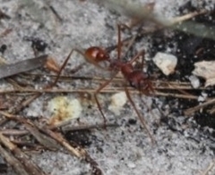 Myrmecia nigriscapa