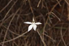 Caladenia saccharata
