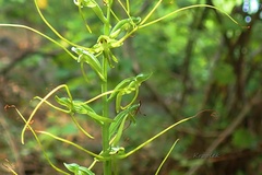 Peristylus tentaculatus