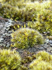 Grimmiaceae