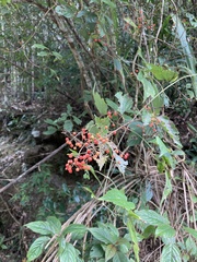Viburnum luzonicum