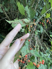 Viburnum luzonicum