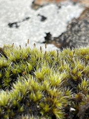 Grimmiaceae