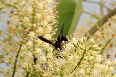 Anterhynchium flavomarginatum