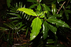 Myrsine subsessilis