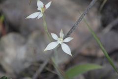 Caladenia marginata