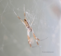 Trichonephila edulis