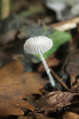 Coprinopsis stercorea