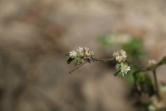Alternanthera ficoidea