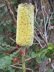 Banksia grandis