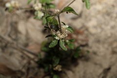 Alternanthera ficoidea