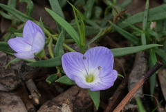 Veronica gracilis