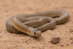 Pseudonaja aspidorhyncha