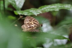Catuna angustatum
