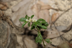Alternanthera ficoidea