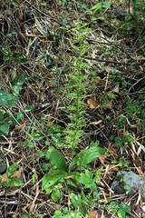 Peristylus tentaculatus