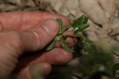 Alternanthera ficoidea
