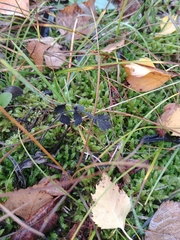 Hypnum cupressiforme lacunosum