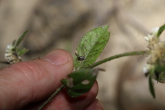 Alternanthera ficoidea