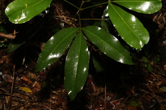 Rutaceae