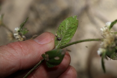 Alternanthera ficoidea