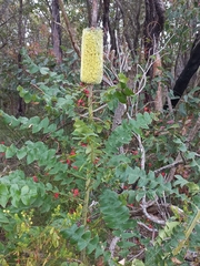 Banksia grandis